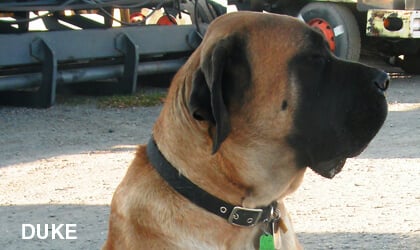 Duke dog
