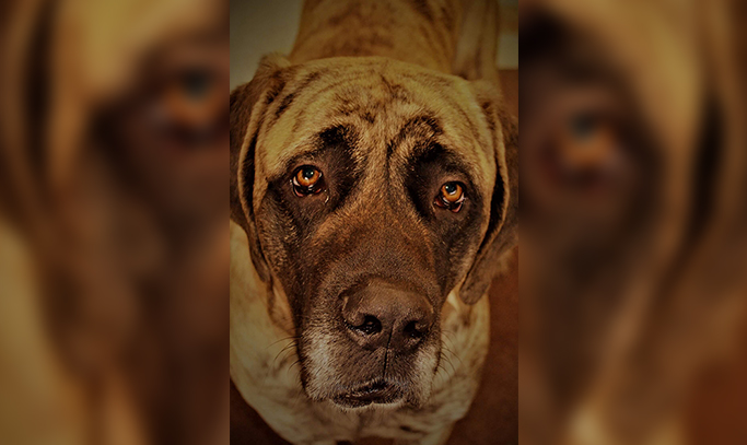 Office Dog 1